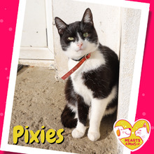 PIXIES, Katze, Hauskatze in Rumänien - Bild 1