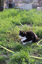 PIXIES, Katze, Hauskatze in Rumänien - Bild 12