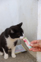 PIXIES, Katze, Hauskatze in Rumänien - Bild 15