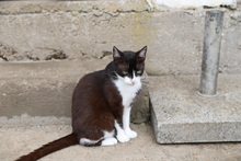 PIXIES, Katze, Hauskatze in Rumänien - Bild 19