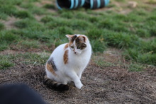 ODA, Katze, Hauskatze in Rumänien - Bild 10