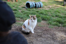 ODA, Katze, Hauskatze in Rumänien - Bild 11