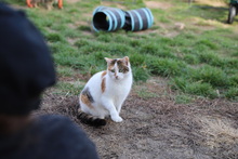 ODA, Katze, Hauskatze in Rumänien - Bild 12