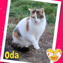 ODA, Katze, Hauskatze in Rumänien - Bild 2