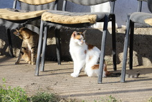 ODA, Katze, Hauskatze in Rumänien - Bild 3