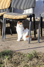 ODA, Katze, Hauskatze in Rumänien - Bild 4