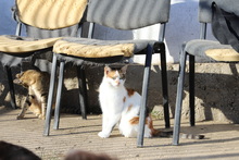 ODA, Katze, Hauskatze in Rumänien - Bild 5