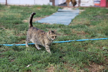 HONEY, Katze, Hauskatze in Rumänien - Bild 10