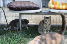 HONEY, Katze, Hauskatze in Rumänien - Bild 12