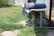 HONEY, Katze, Hauskatze in Rumänien - Bild 15