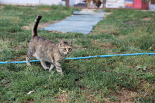 HONEY, Katze, Hauskatze in Rumänien - Bild 17