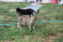 HONEY, Katze, Hauskatze in Rumänien - Bild 18