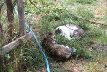 HONEY, Katze, Hauskatze in Rumänien - Bild 19