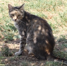 HONEY, Katze, Hauskatze in Rumänien - Bild 2