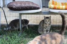 HONEY, Katze, Hauskatze in Rumänien - Bild 27