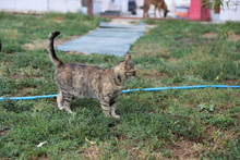 HONEY, Katze, Hauskatze in Rumänien - Bild 9