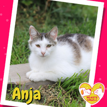 ANJA, Katze, Hauskatze in Rumänien - Bild 1