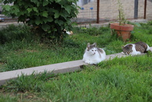 ANJA, Katze, Hauskatze in Rumänien - Bild 11