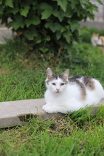 ANJA, Katze, Hauskatze in Rumänien - Bild 13