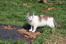 ANJA, Katze, Hauskatze in Rumänien - Bild 6