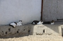 ANJA, Katze, Hauskatze in Rumänien - Bild 9