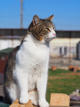 SAM, Katze, Hauskatze in Rumänien - Bild 10