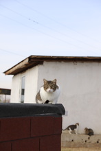 SAM, Katze, Hauskatze in Rumänien - Bild 14