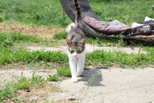 SAM, Katze, Hauskatze in Rumänien - Bild 5