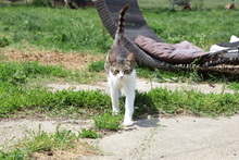 SAM, Katze, Hauskatze in Rumänien - Bild 6