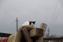 IDA, Katze, Hauskatze in Rumänien - Bild 10