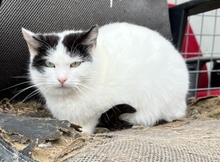 IDA, Katze, Hauskatze in Rumänien - Bild 2