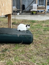 IDA, Katze, Hauskatze in Rumänien - Bild 3