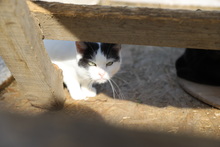 IDA, Katze, Hauskatze in Rumänien - Bild 5