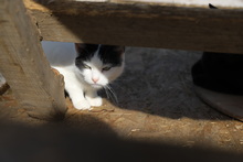 IDA, Katze, Hauskatze in Rumänien - Bild 6