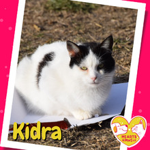 KIDRA, Katze, Hauskatze in Rumänien - Bild 1