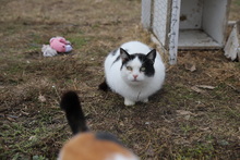 KIDRA, Katze, Hauskatze in Rumänien - Bild 10