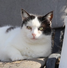 KIDRA, Katze, Hauskatze in Rumänien - Bild 12