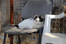 KIDRA, Katze, Hauskatze in Rumänien - Bild 13