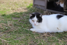 KIDRA, Katze, Hauskatze in Rumänien - Bild 17