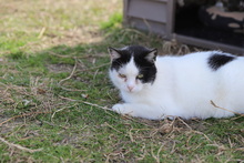 KIDRA, Katze, Hauskatze in Rumänien - Bild 18