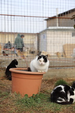 KIDRA, Katze, Hauskatze in Rumänien - Bild 5