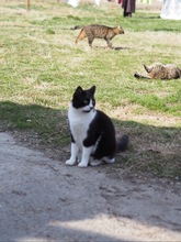 HANA, Katze, Hauskatze in Rumänien - Bild 10