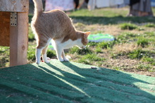 NELLY, Katze, Hauskatze in Rumänien - Bild 10