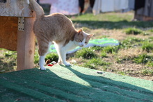 NELLY, Katze, Hauskatze in Rumänien - Bild 11