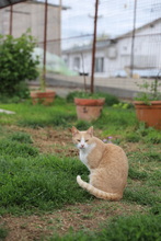 NELLY, Katze, Hauskatze in Rumänien - Bild 14