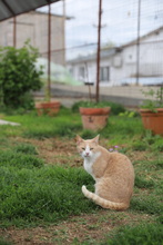 NELLY, Katze, Hauskatze in Rumänien - Bild 16