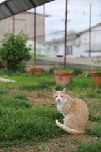 NELLY, Katze, Hauskatze in Rumänien - Bild 17