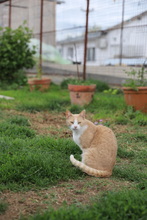 NELLY, Katze, Hauskatze in Rumänien - Bild 18