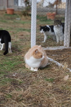 NELLY, Katze, Hauskatze in Rumänien - Bild 19