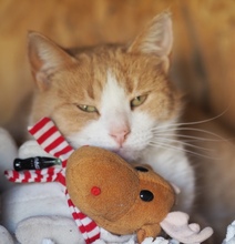 NELLY, Katze, Hauskatze in Rumänien - Bild 2